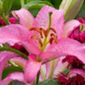 Meet your Posher, Tena